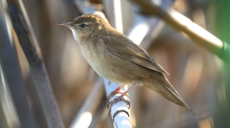 Locustella luscinioides