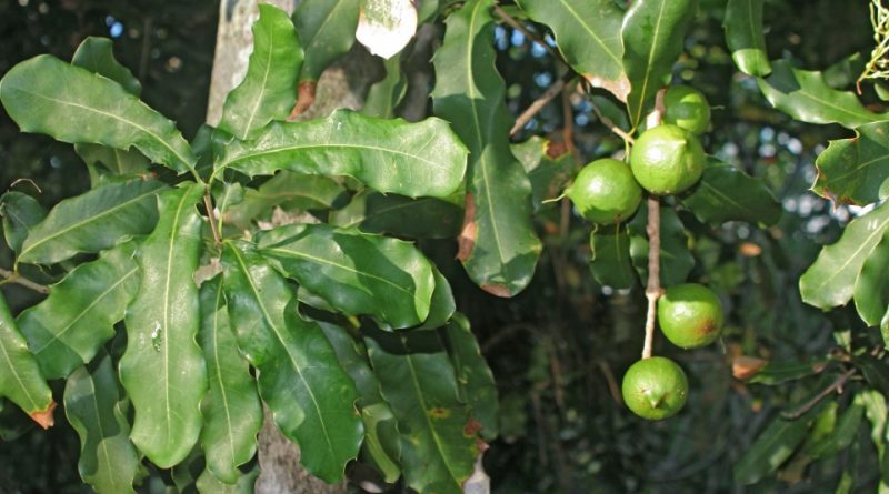 Macadamia integrifolia