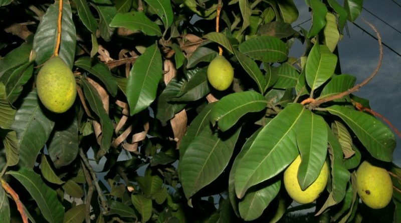 Mangifera odorata