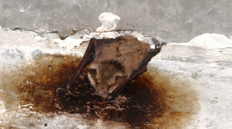 Myotis punicus