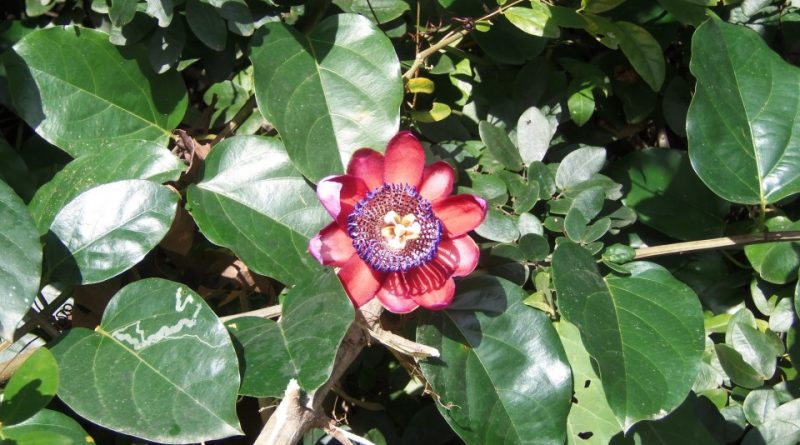 Passiflora alata