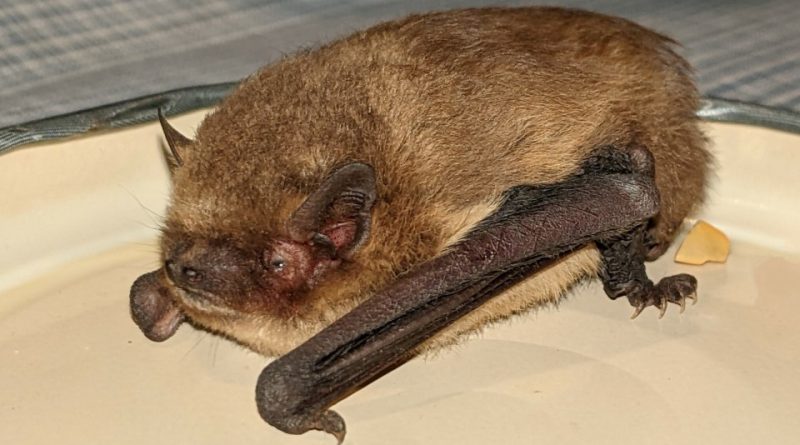 Pipistrellus pygmaeus