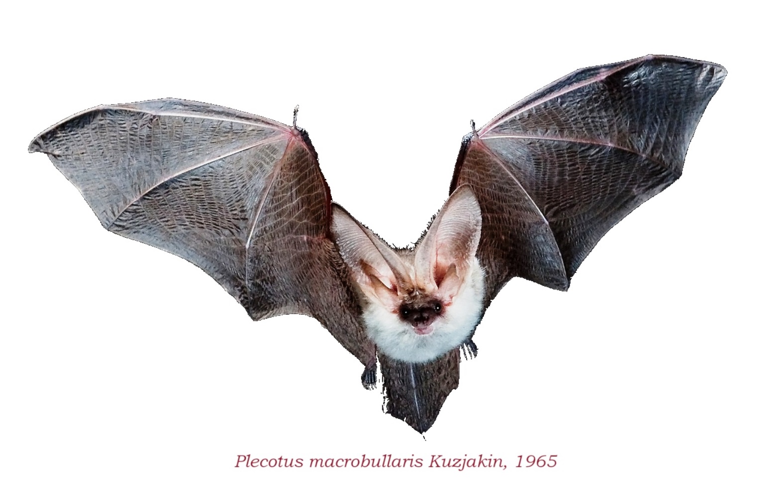 Plecotus macrobullaris Systematics, Habitat, Biology, Ecology