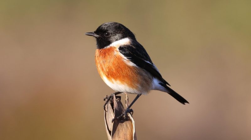 Saxicola torquatus