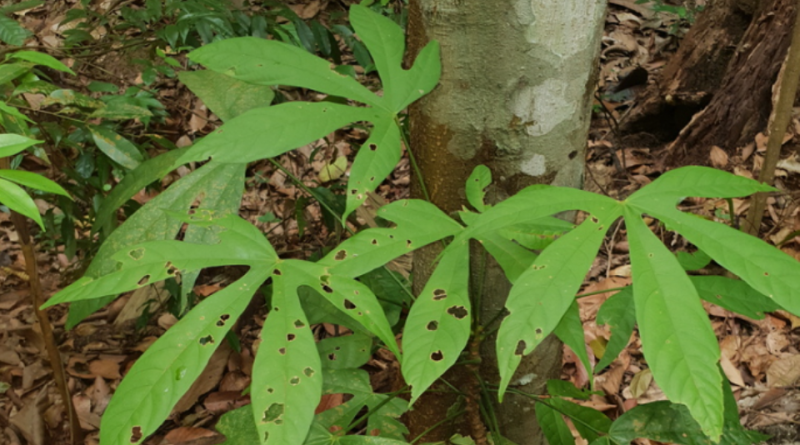 Scaphium macropodum