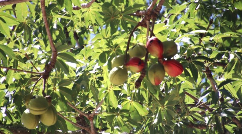 Sterculia foetida