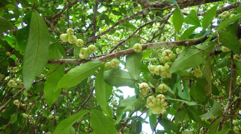 Syzygium aqueum