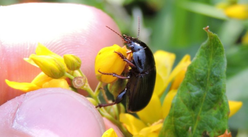 Zabrus tenebrioides