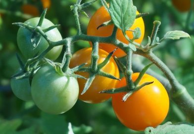 Come consociare il pomodoro