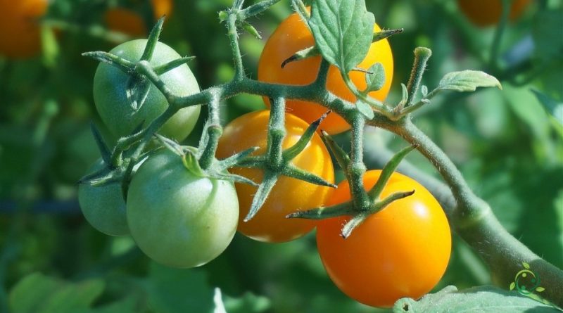 Come consociare il pomodoro