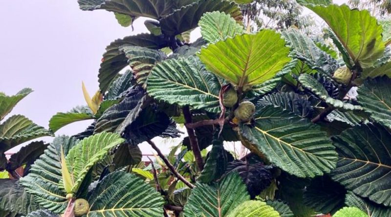 Ficus dammaropsis