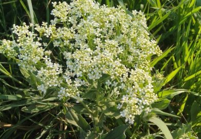 Lepidium draba