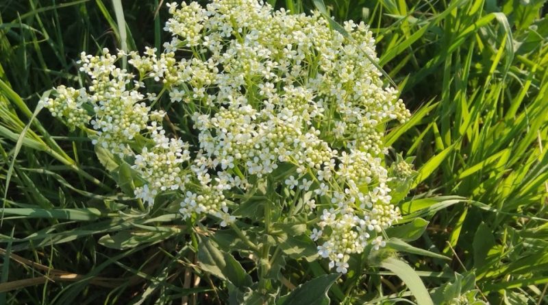 Lepidium draba