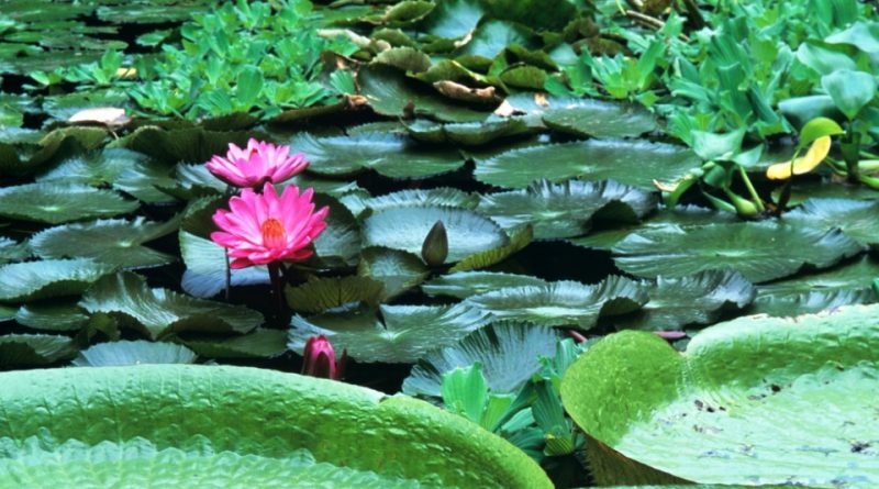 Nymphaea rubra