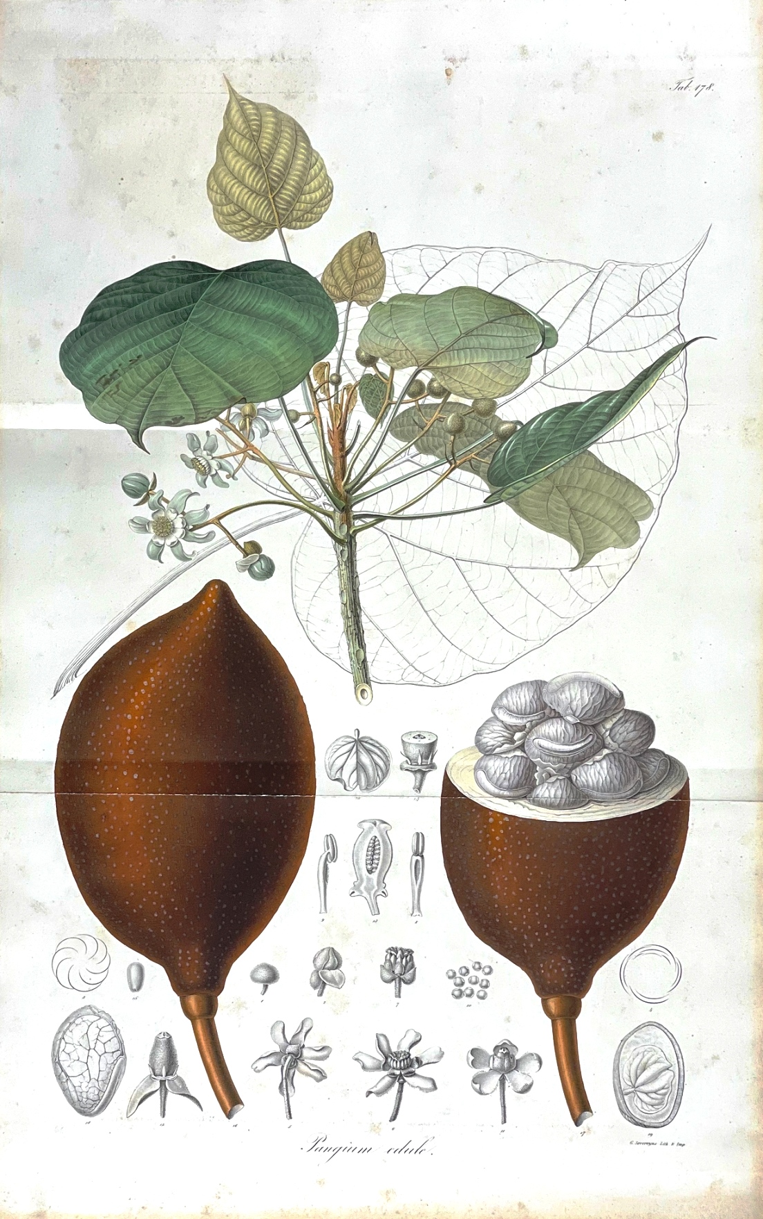 Pangium edule Sistematica, Etimologia, Habitat, Coltivazione