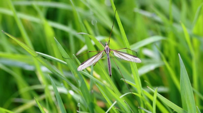 Tipula oleracea