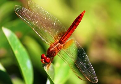 Biodiversità ed Ecologia Sociale