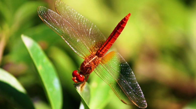 Biodiversità ed Ecologia Sociale