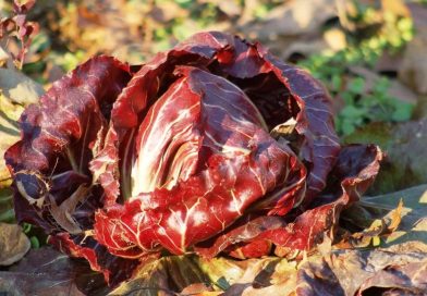 Come consociare il radicchio