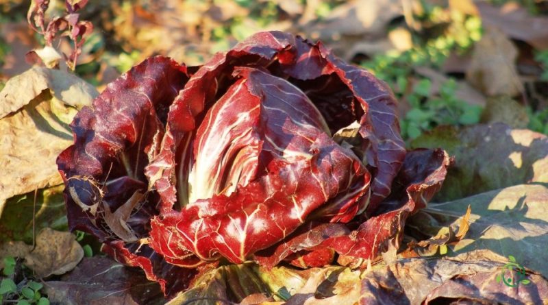 Come consociare il radicchio