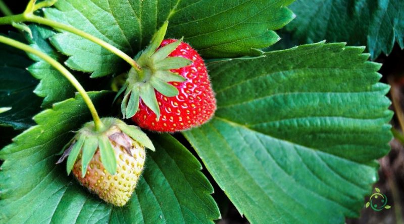 Come consociare la fragola