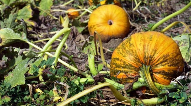 Come consociare la zucca