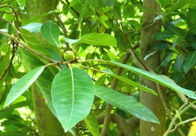 Ficus superba