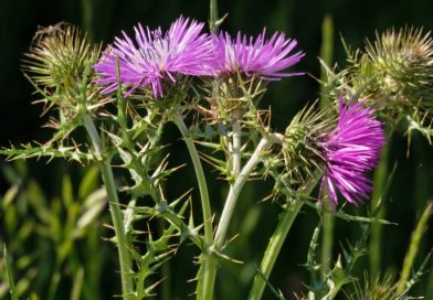 Galactites tomentosus