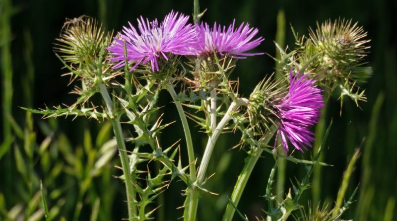 Galactites tomentosus