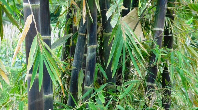 Gigantochloa atroviolacea