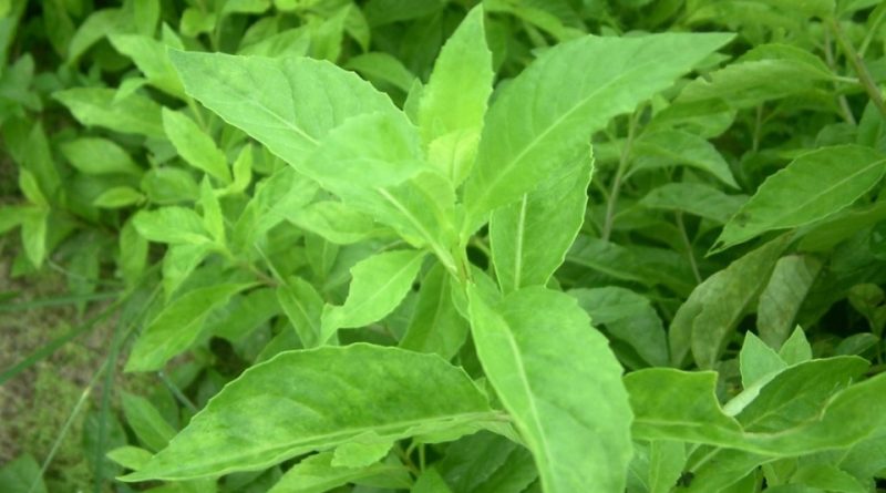 Gynura procumbens