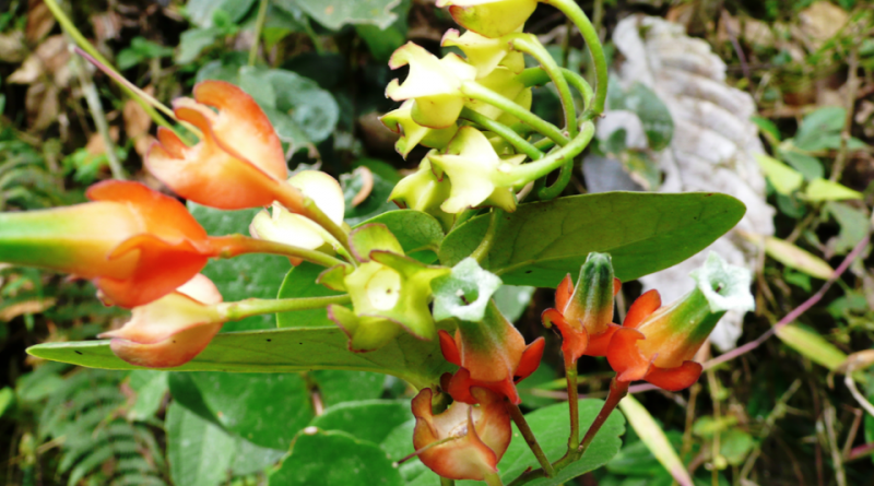 Macleania pentaptera