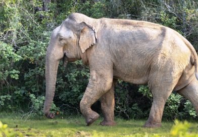 Elephas maximus