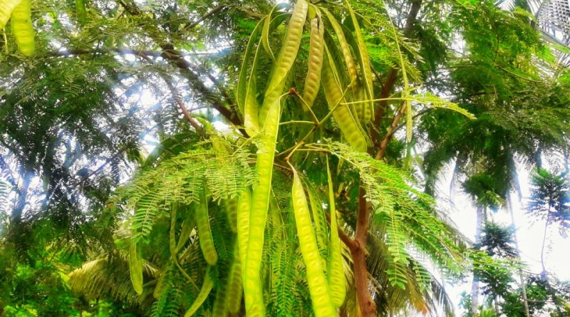 Parkia speciosa