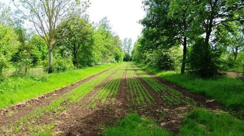 L’Agroecologia per ridurre drasticamente l’uso della chimica