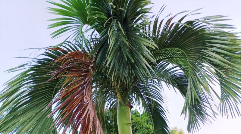 Carpoxylon macrospermum