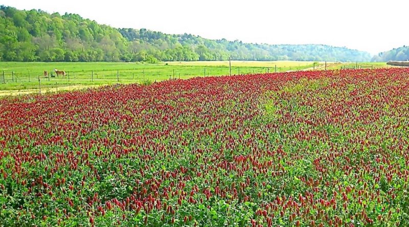 Cover crop