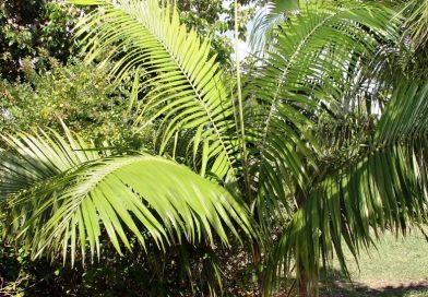 Heterospathe elata