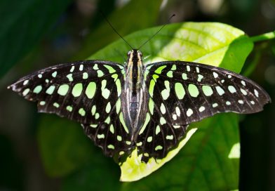 La perdita di Biodiversità