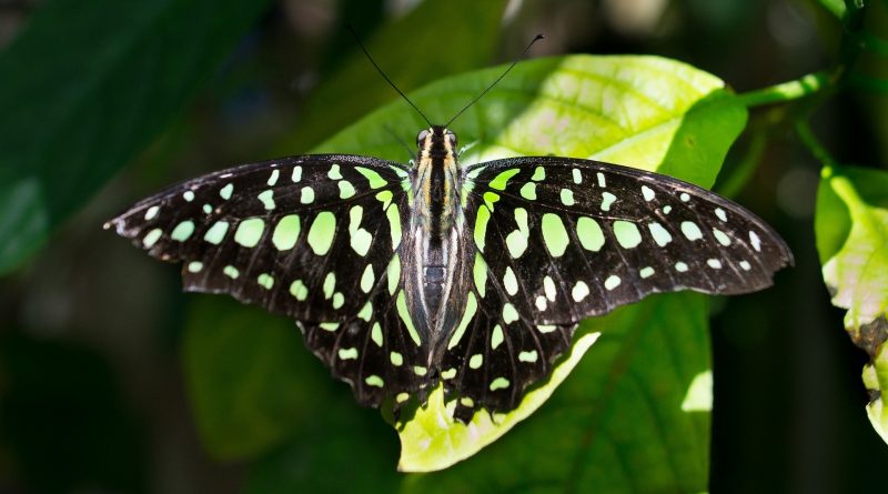 La perdita di Biodiversità