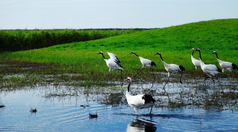 L’importanza ecologica delle zone umide