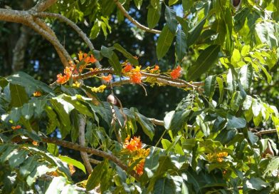 Castanospermum australe