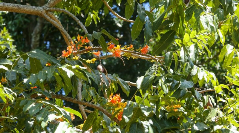 Castanospermum australe