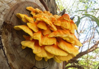 Laetiporus sulphureus