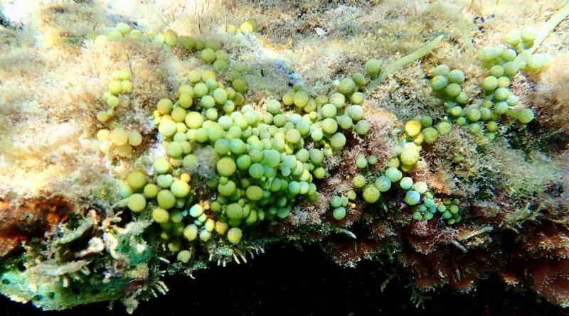 Caulerpa racemosa