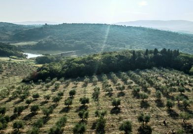 Fattoria Triboli