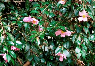 Camellia sasanqua