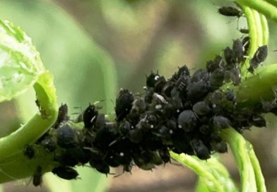 Prevenzione agroecologica degli afidi