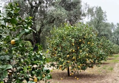 Vantaggi della consociazione tra olivo e limone