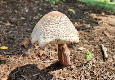 Leucoagaricus americanus